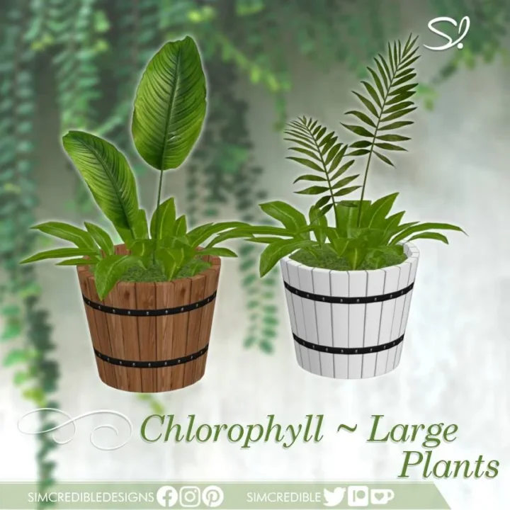 Chlorophyll Large Plants 🌿