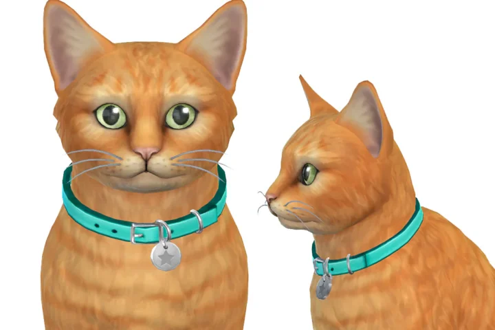 Collar with Tag