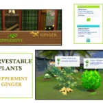 Harvestable Ginger