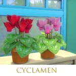 Cyclamen