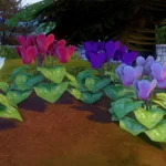 Cyclamen
