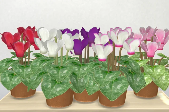 Cyclamen