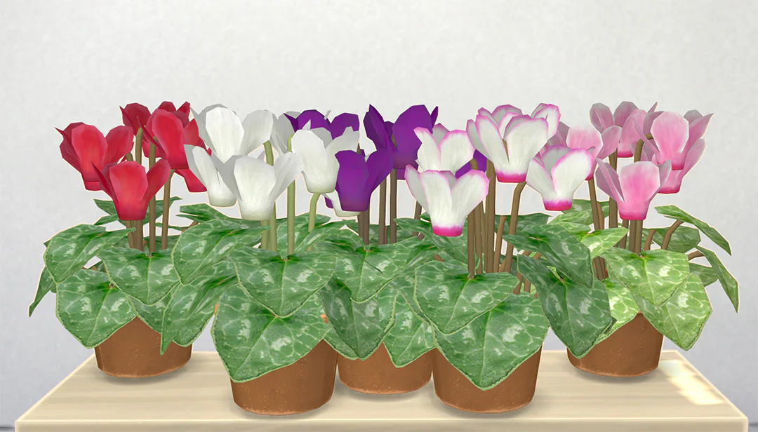 Cyclamen