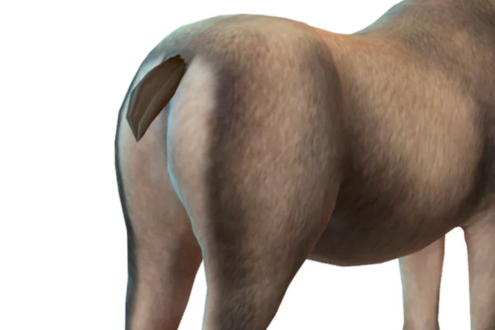 Horse Starter Pack