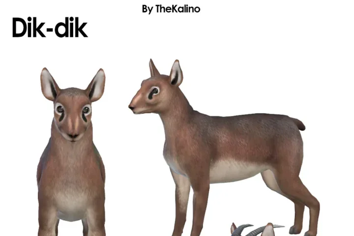 Dik-dik Dog