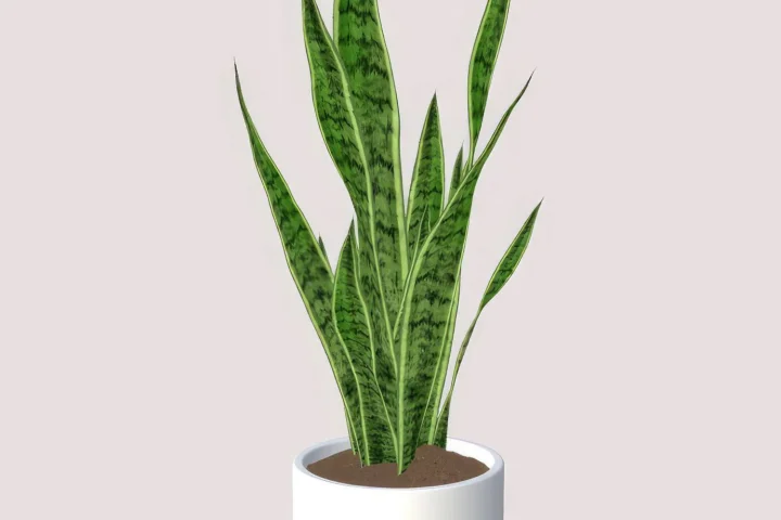 Eartha minimal plants - set