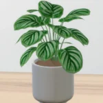 Eartha minimal plants - set