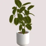 Eartha minimal plants - set