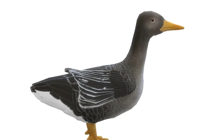 Goose for the Chicken Coop