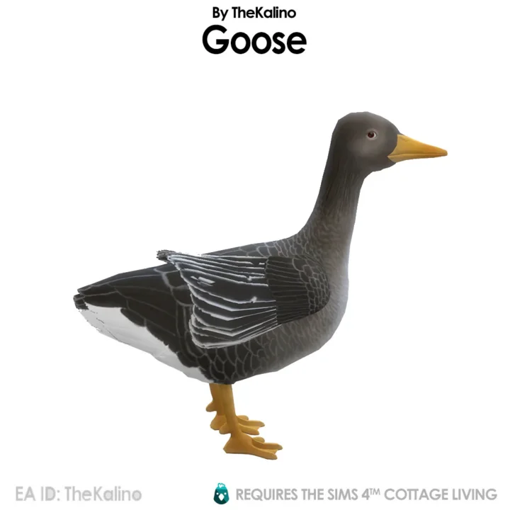 Goose for the Chicken Coop