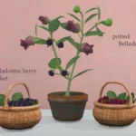 Herbal Witch's Favorites