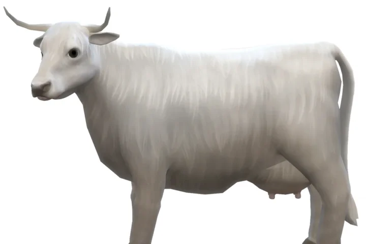 Highland Cow White for the Animal Shed