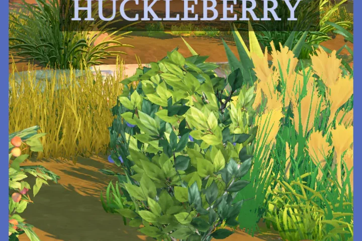 Harvestable Huckleberry