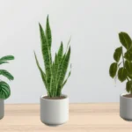 Eartha minimal plants - set
