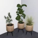 Sierra plants - set