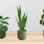 Eartha minimal plants - set