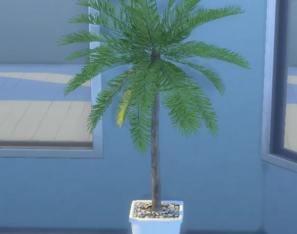 Palm in pot