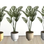 Lorena Minimal plant