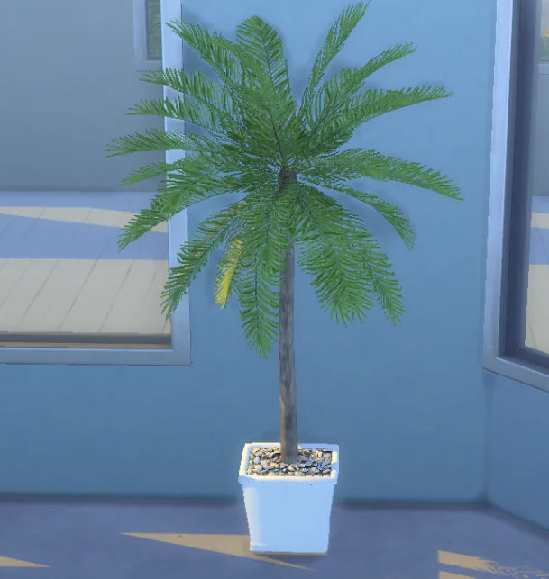 Palm in pot