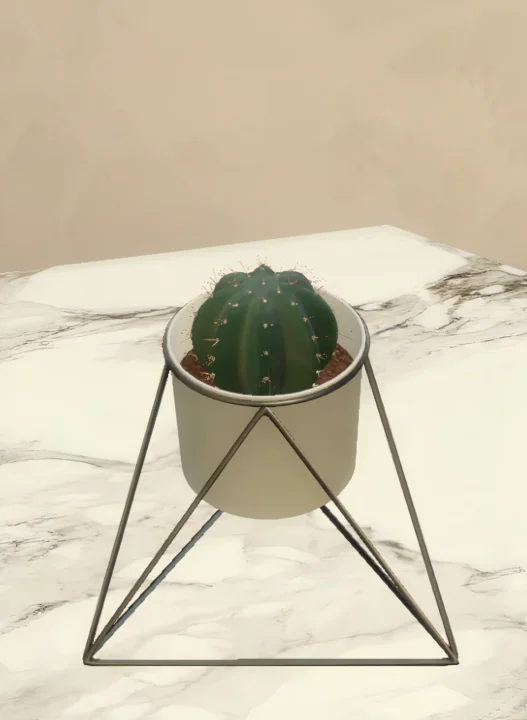 Cactus in modern vase