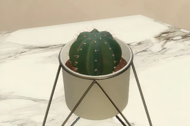 Cactus in modern vase