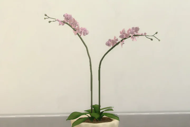 Pink orchidea