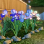 set Iris
