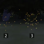 Fireflies Set