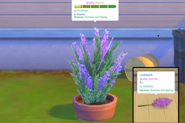 Lavender (Harvestable)