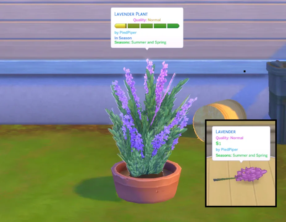 Lavender (Harvestable)
