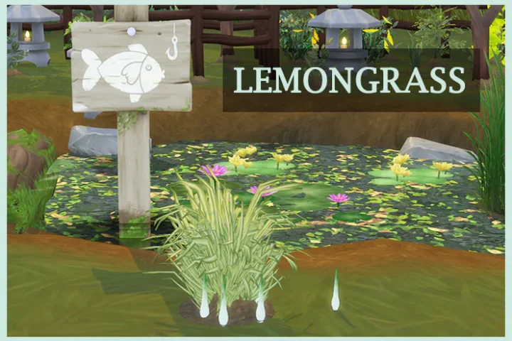 Harvestable Lemongrass