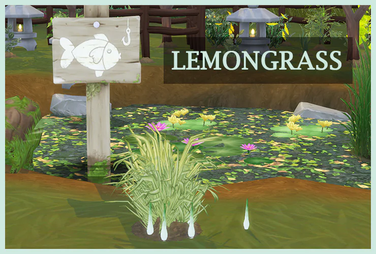 Harvestable Lemongrass