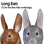 Rabbit (small dog)