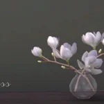 Magnolia