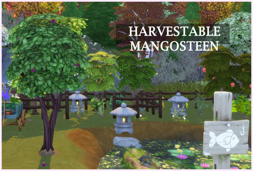 Harvestable Mangosteen