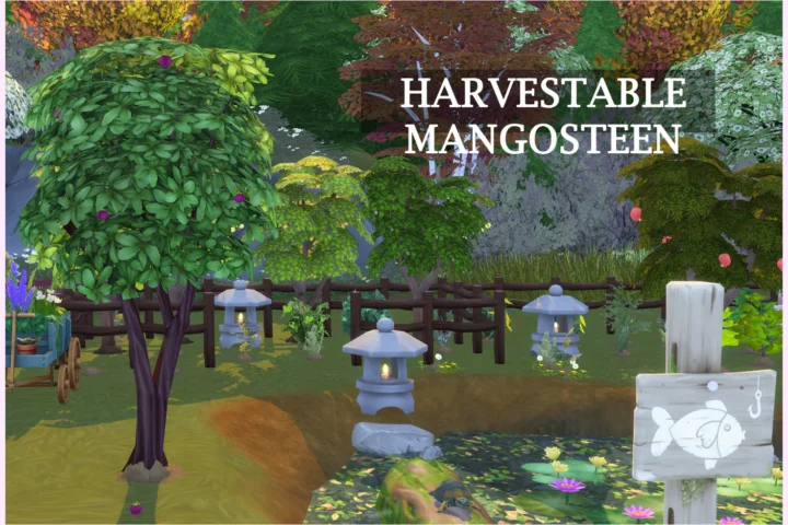 Harvestable Mangosteen