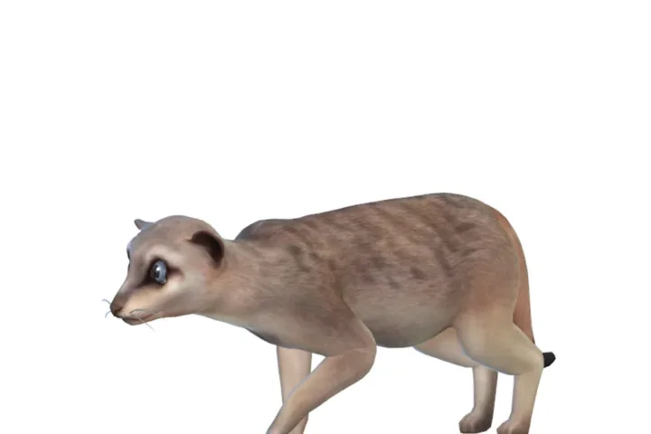 Meerkat