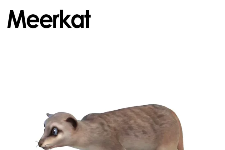 Meerkat