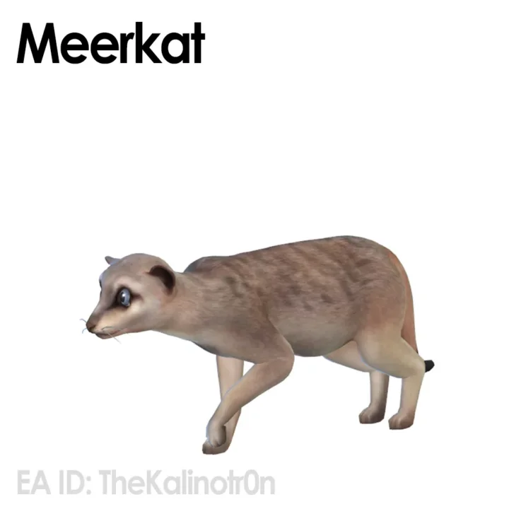 Meerkat