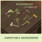 Microgreens Growing Kit