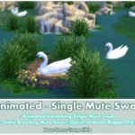 Animated - Single Mute Swan ~ Bird ~ Animal ~ Pet