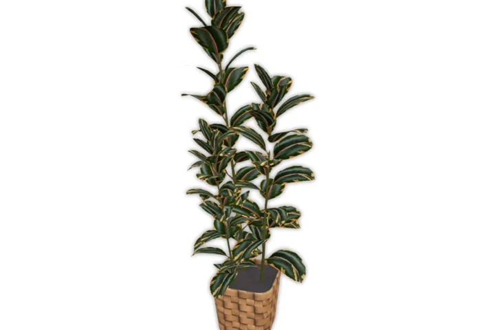 Comiko - Living Modern Farm Ficus Plant