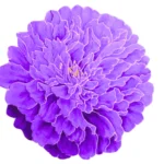 Purple Dreams Rug Set