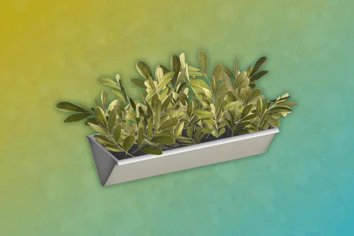 Marabor - Plant 1