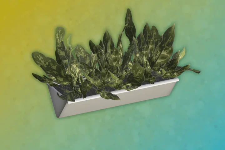 Marabor - Plant 4