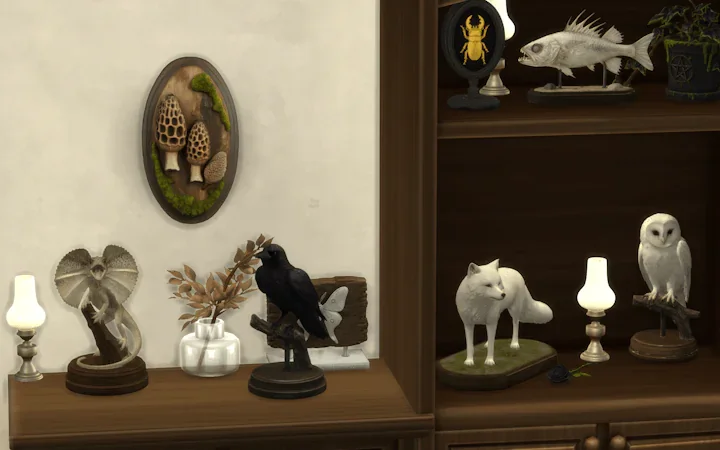 Taxidermy Collection
