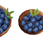 Summer Berries