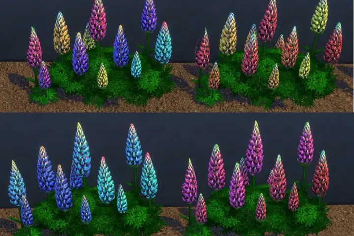 Garden Lupin Plants