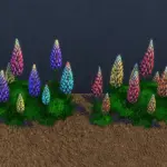 Garden Lupin Plants