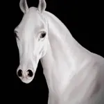 "Pure Polish" Arabian Template